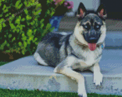 Husky Shepherd Dog 5D Diamond Painting