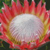 King Protea Diamond Painting