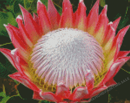 King Protea Diamond Painting