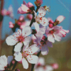 Almond Tree Flower 5D Diamond Painting