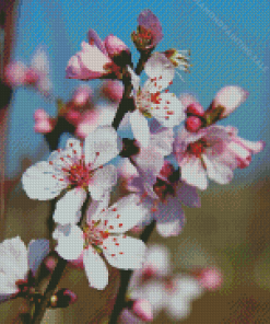 Almond Tree Flower 5D Diamond Painting