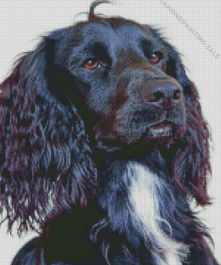 Black Spaniel Dog 5D Diamond Painting