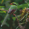 Common Green Magpie Bird 5D Diamond Painting