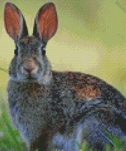 Cute European Rabbit 5D Diamond Painting