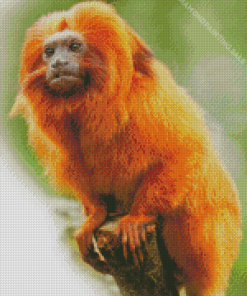 Golden Lion Tamarin Primate 5D Diamond Painting