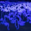 Blue Flamingo Birds 5D Diamond Painting