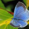 Holly Blue Butterfly 5D Diamond Painting