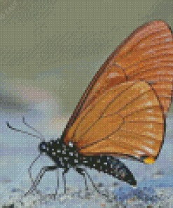 Insect Wings 5D Diamond Painting
