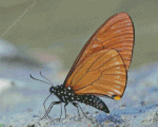 Insect Wings 5D Diamond Painting