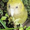 Kakapo Green Bird 5D Diamond Painting