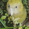 Kakapo Green Bird 5D Diamond Painting