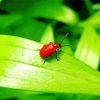 Red Beetle 5D Diamond Painting