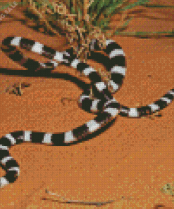 Black And White Snake 5D Diamond Painting