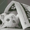Cat With Newspaper 5D Diamond Painting