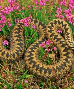 Common Adder In Flowers Field 5D Diamond Painting