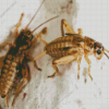 Cricket Insects 5D Diamond Painting