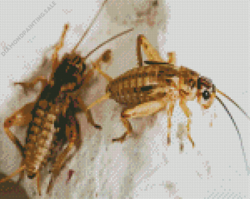 Cricket Insects 5D Diamond Painting