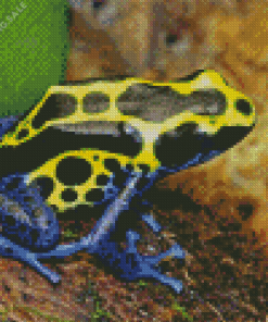 Dart Frogs 5D Diamond Painting