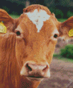 Guernsey Cow 5D Diamond Painting