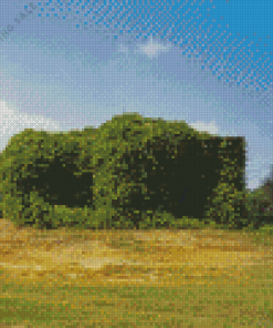 Kudzu 5D Diamond Painting