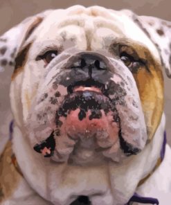 Old English Bulldog Face 5D Diamond Painting