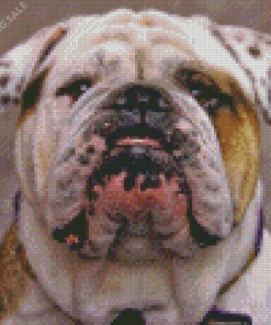 Old English Bulldog Face 5D Diamond Painting