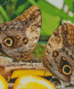 Owl Butterflies 5D Diamond Painting