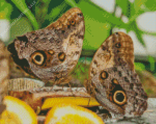 Owl Butterflies 5D Diamond Painting