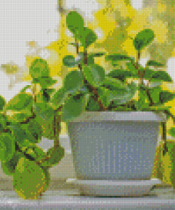 Peperomia Rotundifolia Plant 5D Diamond Painting