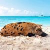 Pig In The Beach 5D Diamond Painting
