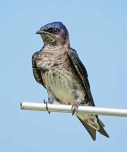 Purple Martin 5D Diamond Painting