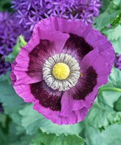 Purple Poppy 5D Diamond Painting