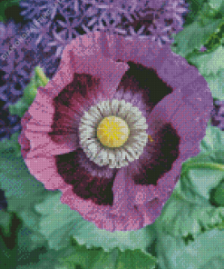 Purple Poppy 5D Diamond Painting