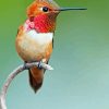 Rufous Hummingbird On Branch 5D Diamond Painting