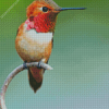 Rufous Hummingbird On Branch 5D Diamond Painting