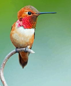 Rufous Hummingbird On Branch 5D Diamond Painting