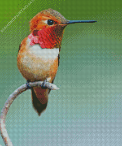 Rufous Hummingbird On Branch 5D Diamond Painting