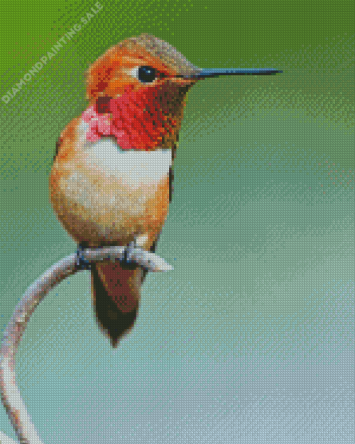 Rufous Hummingbird On Branch 5D Diamond Painting