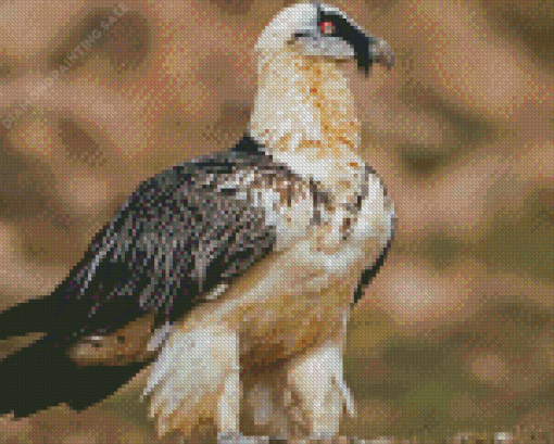 The Bearded Vulture Bird 5D Diamond Painting