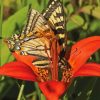 Wood Lily With Swallowtails 5D Diamond Painting