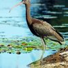 Black Ibis 5D Diamond Painting