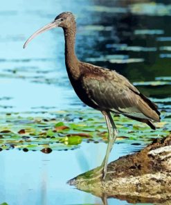 Black Ibis 5D Diamond Painting