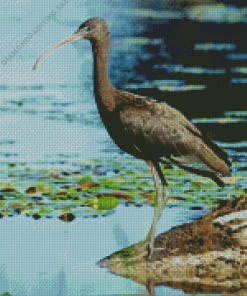 Black Ibis 5D Diamond Painting