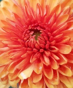 Close Up Peach Chrysanthemum 5D Diamond Painting