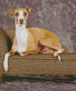 Italian Greyhound On Sofa 5D Diamond Painting