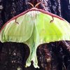 Luna Moth Insect 5D Diamond Painting