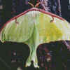 Luna Moth Insect 5D Diamond Painting