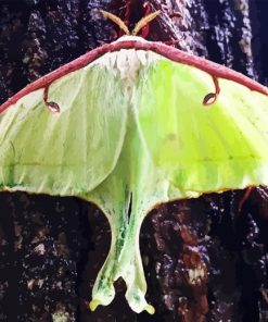 Luna Moth Insect 5D Diamond Painting