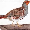 Partridge Bird 5D Diamond Painting