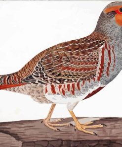 Partridge Bird 5D Diamond Painting